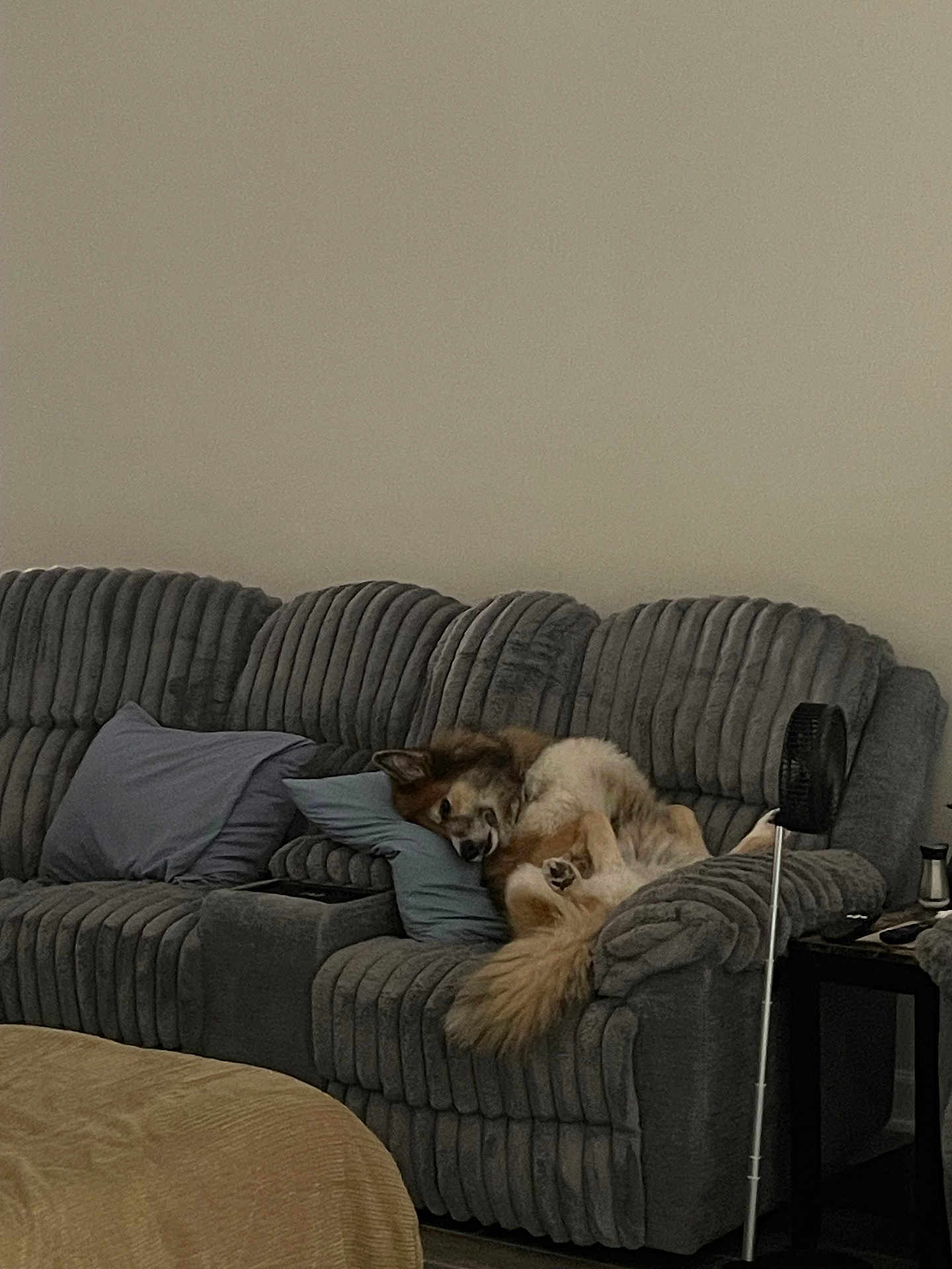 Lola joined the competition — help win amazing prizes! dog, couch, pillow, living_room, furniture, pet, resting, cozy, indoor, gray, fluffy, sleeping, relaxed, tail, side_table, fan, blanket, home, comfort, animal