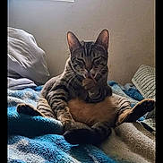Hurricane is registered to the contest to win money with this photo: cat, tabby_cat, pet, grooming, sitting, bed, blanket, pillow, indoor, window, sunlight, paw, ears, whiskers, cozy, relaxed, fur, vertical_photo, smartphone_screenshot, home