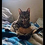 cat, tabby_cat, pet, grooming, sitting, bed, blanket, pillow, indoor, window, sunlight, paw, ears, whiskers, cozy, relaxed, fur, vertical_photo, smartphone_screenshot, home