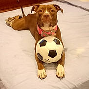 Hershey is registered to the contest to win money with this photo: dog, bed, soccer_ball, brown_dog, pink_collar, indoor, wooden_furniture, blanket, pillow, floor, pet, animal, playing, resting, cute, household, canine, toy, relaxed, looking_at_camera