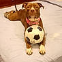 dog, bed, soccer_ball, brown_dog, pink_collar, indoor, wooden_furniture, blanket, pillow, floor, pet, animal, playing, resting, cute, household, canine, toy, relaxed, looking_at_camera