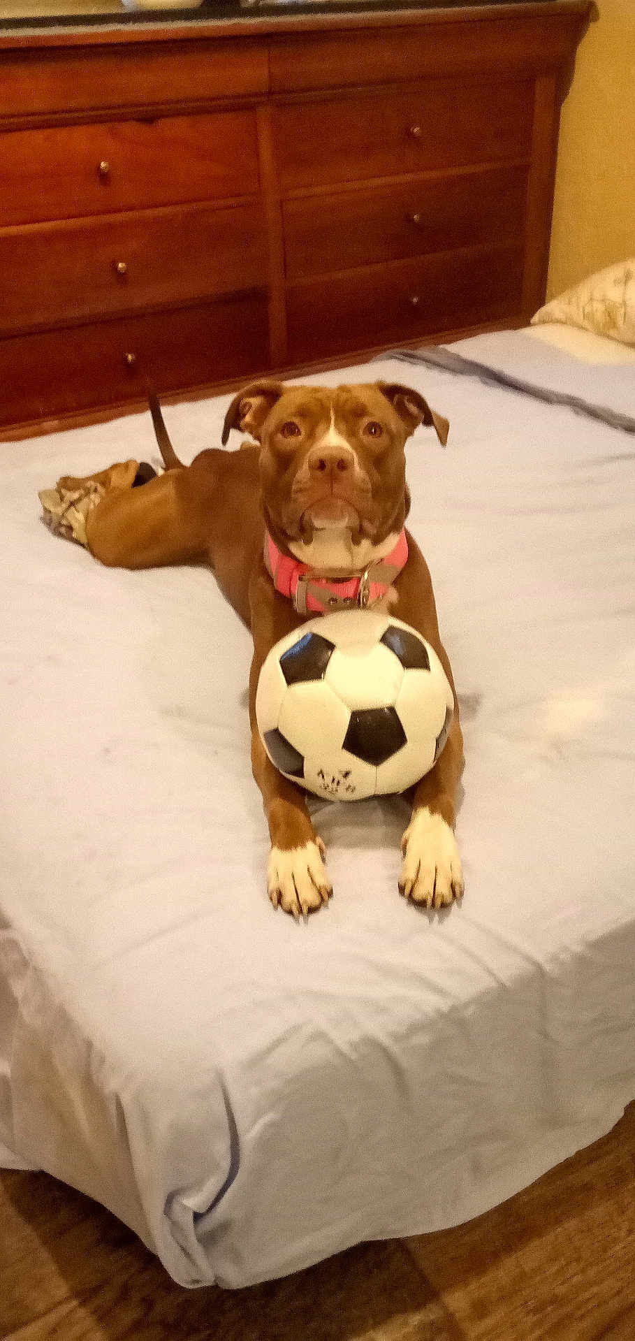 Hershey is registered to the contest to win money with this photo: dog, bed, soccer_ball, brown_dog, pink_collar, indoor, wooden_furniture, blanket, pillow, floor, pet, animal, playing, resting, cute, household, canine, toy, relaxed, looking_at_camera