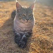 Cookie participe au concours pour gagner de l'argent avec cette photo : cat, gray_cat, animal, pet, feline, whiskers, ears, eyes, portrait, close_up, outdoor, hay, straw, sunlight, backlighting, golden_hour, sitting, lying_down, serious_expression, nature