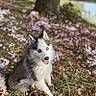 Boréal participe au concours pour gagner de l'argent avec cette photo : dog, puppy, husky, siberian_husky, blue_eyes, heterochromia, fluffy, sitting, tongue_out, outdoor, forest, woodland, flowers, spring, pond, nature, portrait, animal, fur, greenery
