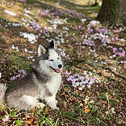 Boréal a rejoint le concours — aidez-le/la à gagner de superbes lots ! dog, puppy, husky, siberian_husky, animal, pet, fluffy, sitting, tongue_out, outdoors, forest, woodland, flowers, purple_flowers, white_flowers, nature, trees, leaves, sunlight, portrait