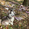 dog, puppy, husky, siberian_husky, animal, pet, fluffy, sitting, tongue_out, outdoors, forest, woodland, flowers, purple_flowers, white_flowers, nature, trees, leaves, sunlight, portrait