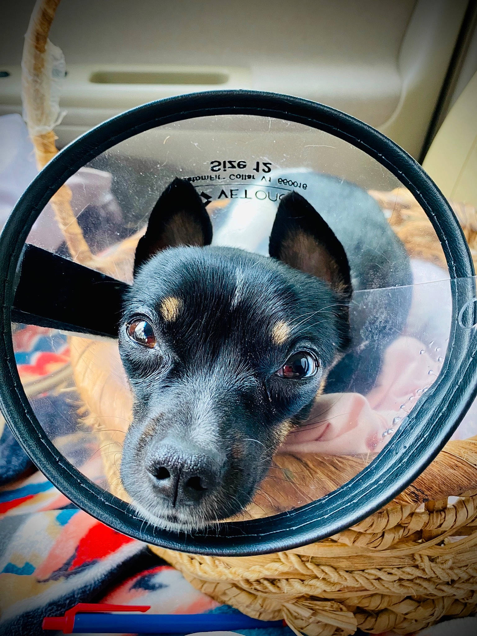 Emma is registered to the contest to win money with this photo: art, canidae, carnivore, circle, collar, comfort, companion_dog, couch, dog, dog_breed, dog_supply, ear, fawn, guard_dog, paw, snout, sporting_group, toy_dog, whiskers, working_animal