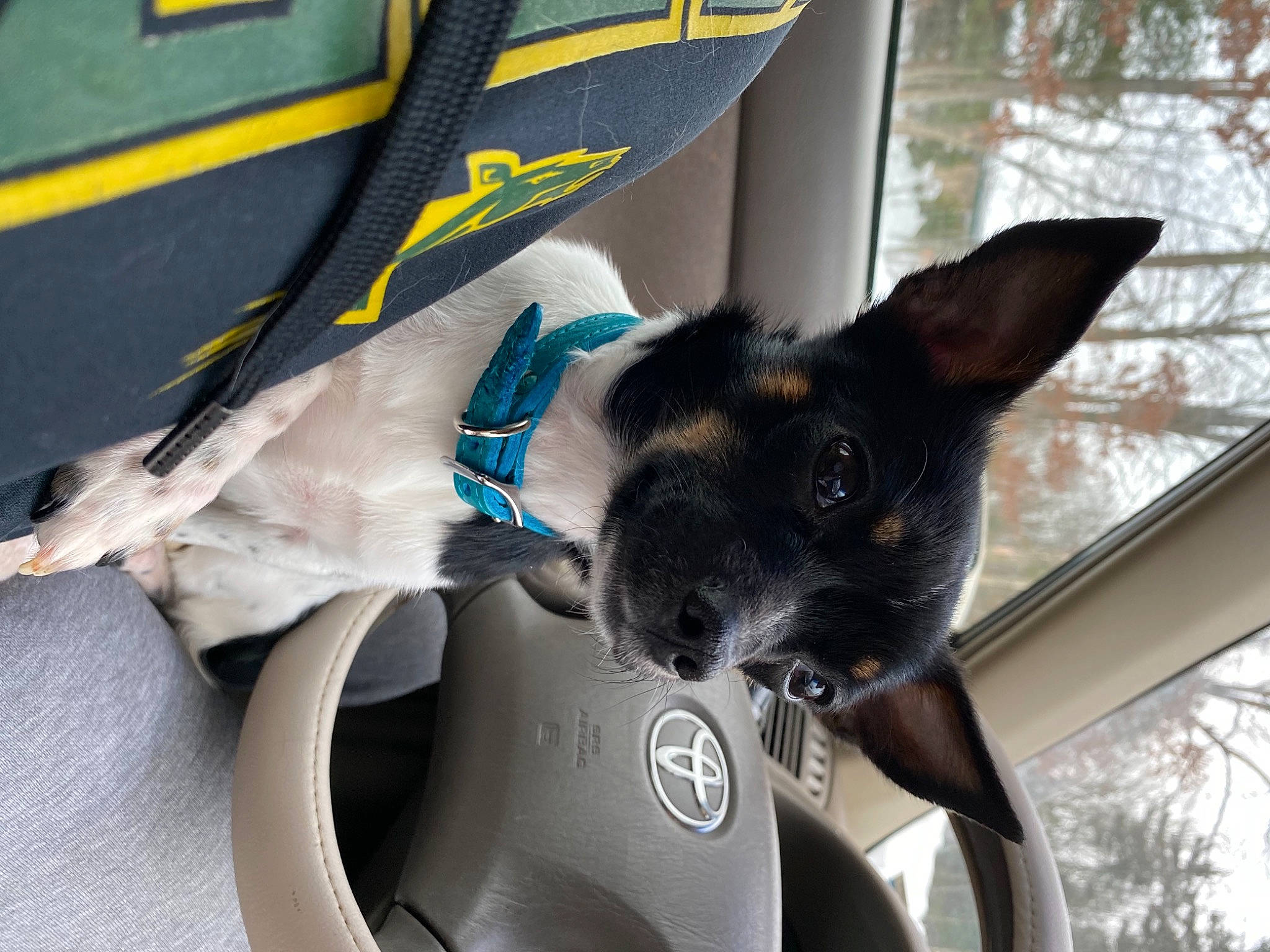 Emma is registered to the contest to win money with this photo: auto_part, canidae, carnivore, collar, companion_dog, dog, dog_breed, dog_collar, dog_supply, electric_blue, fawn, non_sporting_group, snout, sporting_group, steering_wheel, vehicle, whiskers, window, windshield, working_animal