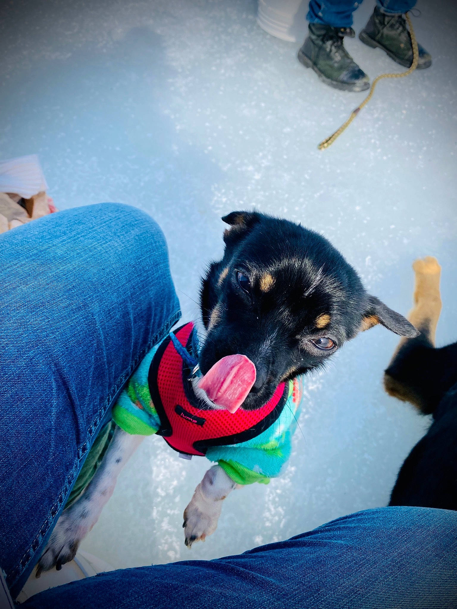 Emma is registered to the contest to win money with this photo: blue, canidae, carnivore, comfort, companion_dog, dog, dog_breed, dog_collar, electric_blue, flooring, foot, fun, fur, guard_dog, happy, human_leg, paw, snout, sporting_group, working_dog