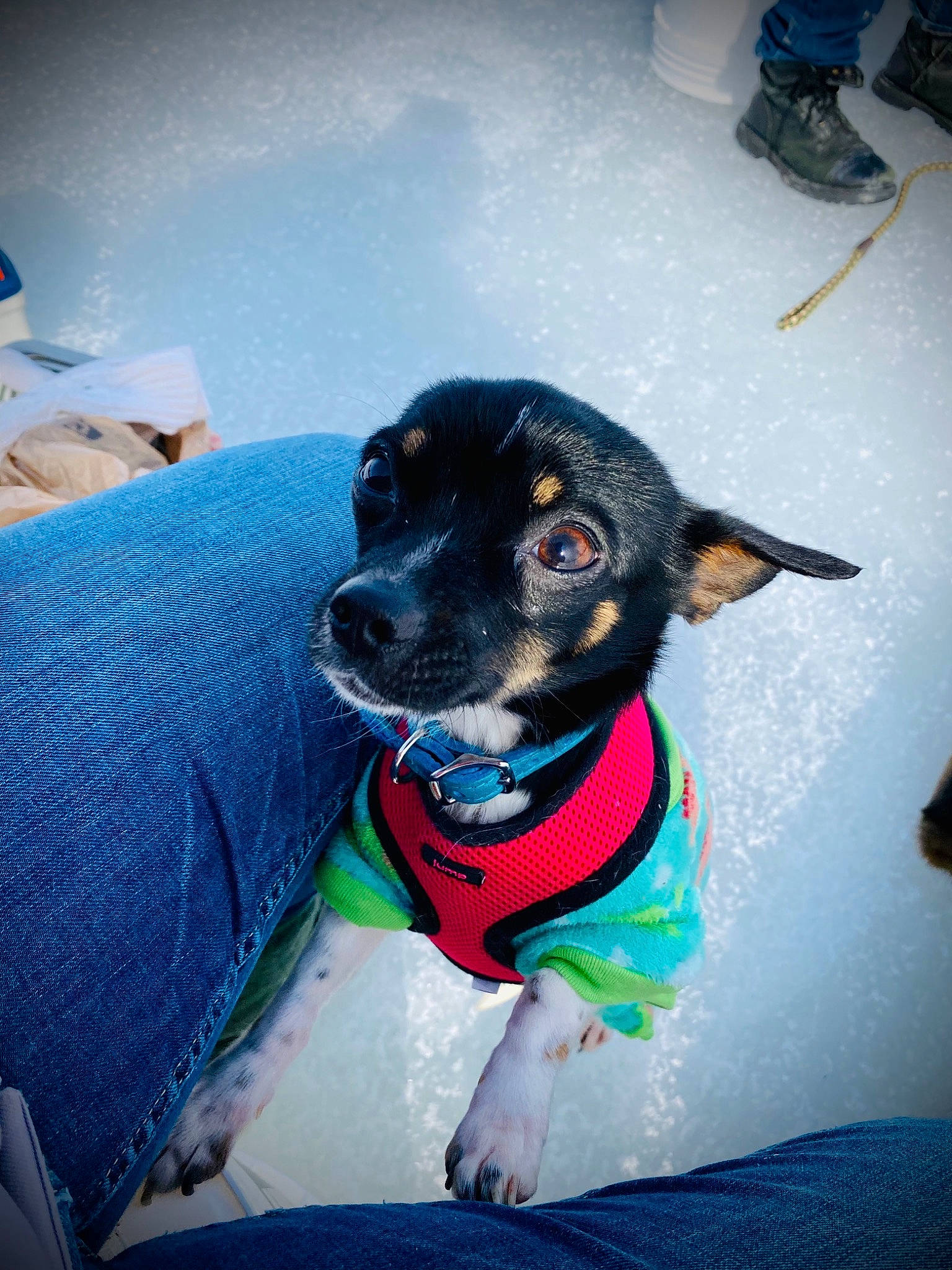 Emma is registered to the contest to win money with this photo: adventure, blue, canidae, carnivore, collar, companion_dog, dog, dog_breed, dog_clothes, dog_collar, dog_supply, electric_blue, fawn, guard_dog, leash, personal_protective_equipment, sporting_group, whiskers, working_animal, working_dog