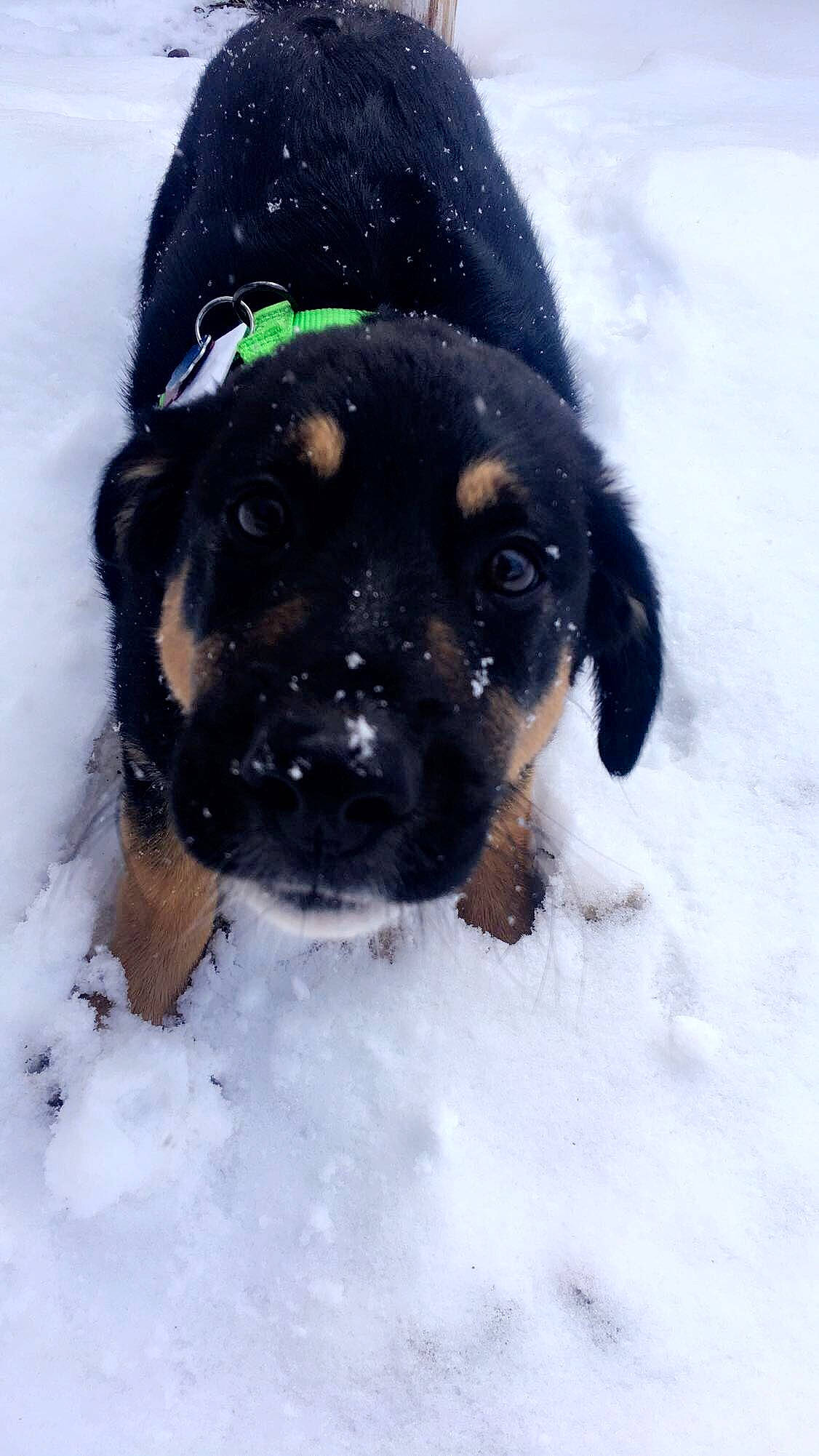 Kodiak is registered to the contest to win money with this photo: borador, canidae, carnivore, companion_dog, dog, dog_breed, electric_blue, event, freezing, fur, guard_dog, hat, personal_protective_equipment, snout, snow, sporting_group, whiskers, winter, working_animal, working_dog