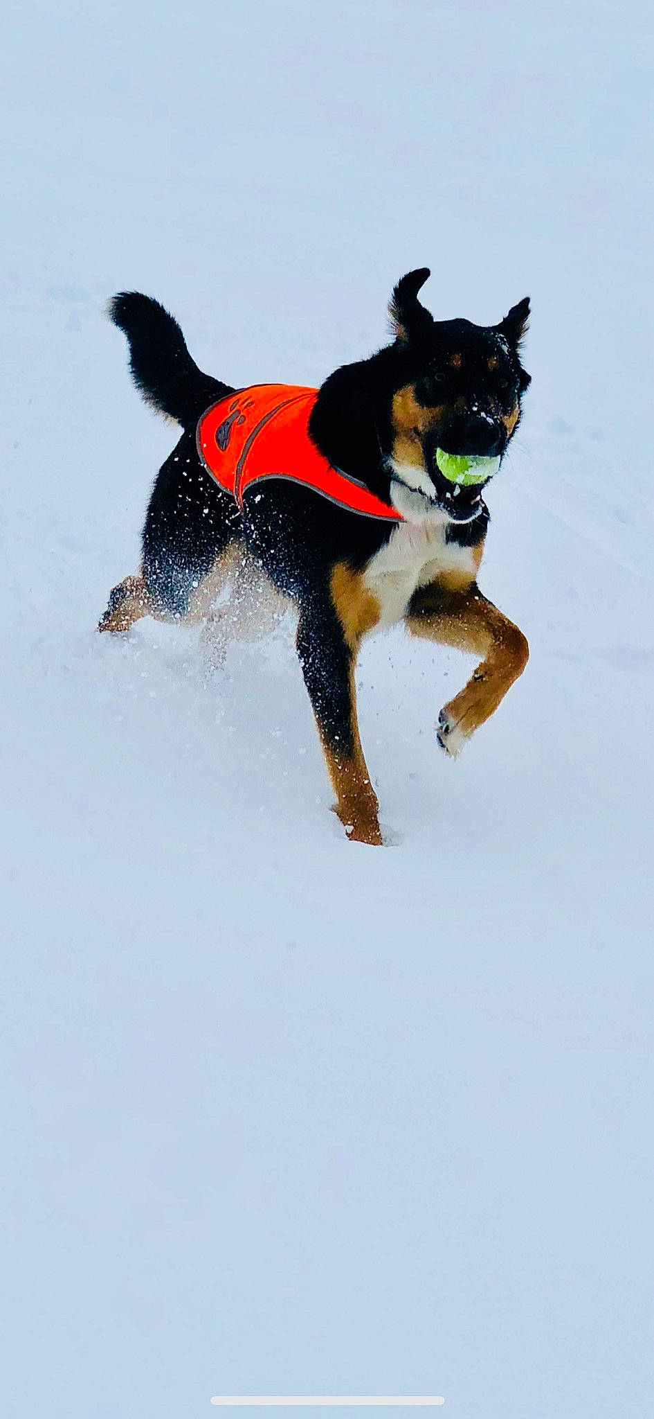 Kodiak joined the competition — help win amazing prizes! canidae, carnivore, collar, companion_dog, dog, dog_breed, dog_clothes, dog_collar, dog_sports, dog_supply, herding_dog, leash, pet_supply, recreation, snow, sporting_group, tail, toy, winter, working_animal