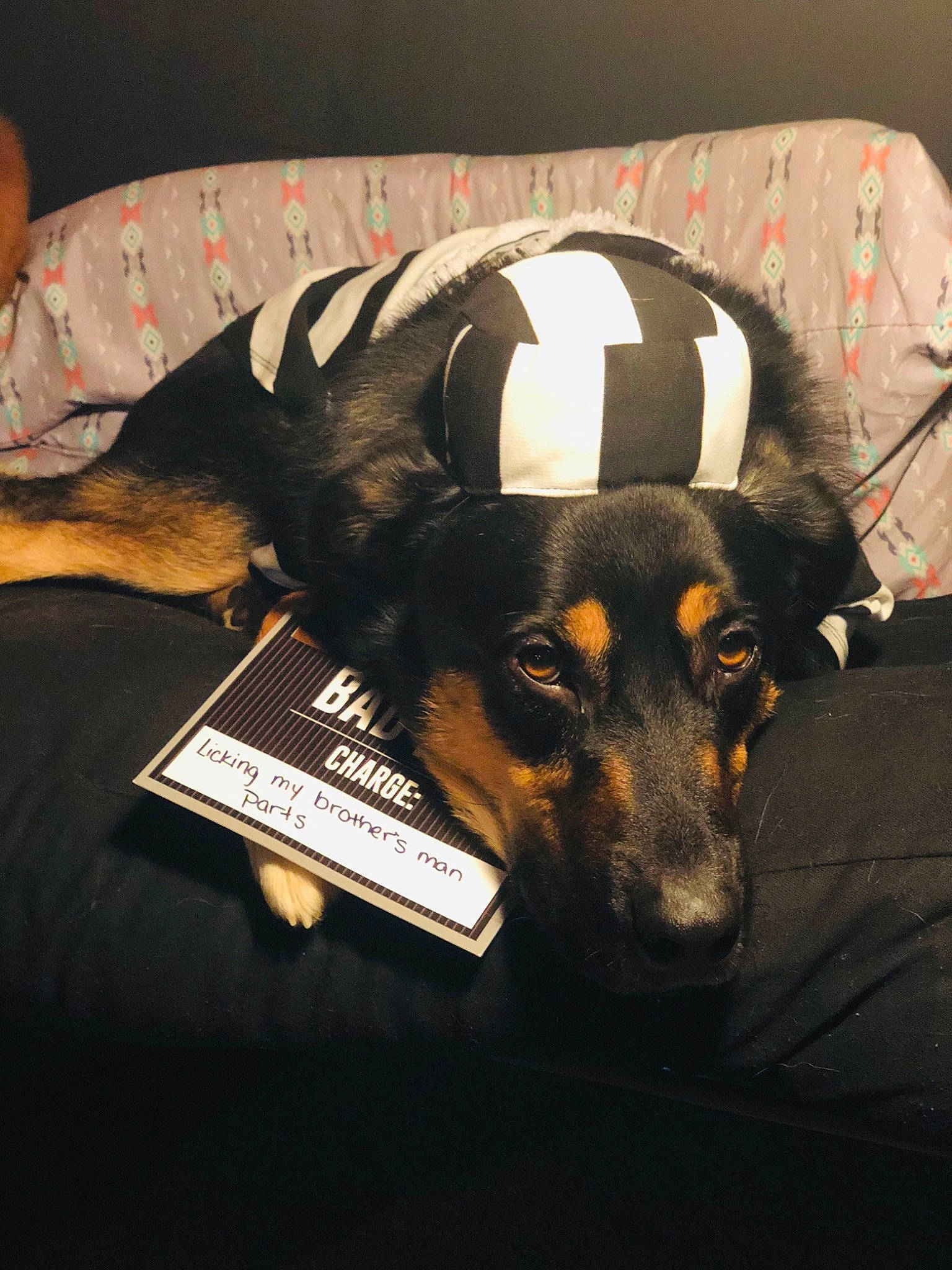 Kodiak joined the competition — help win amazing prizes! book, canidae, carnivore, comfort, companion_dog, couch, dog, dog_breed, dog_supply, fur, guard_dog, military_camouflage, paw, pet_supply, sleeve, snout, sporting_group, toy_dog, working_animal, working_dog