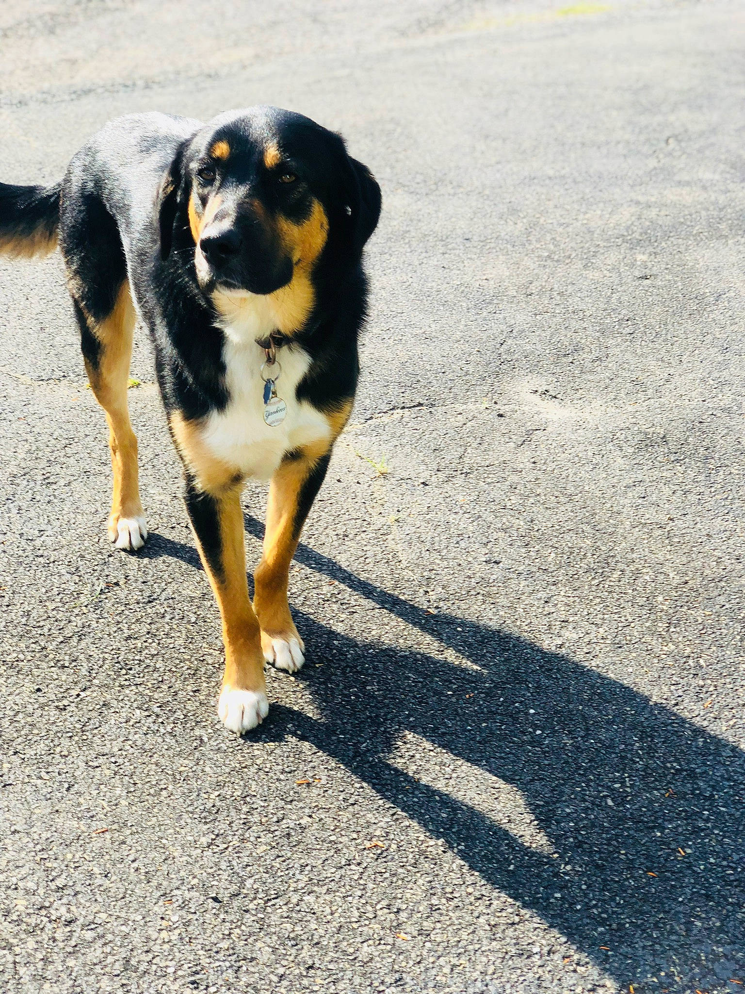 Kodiak joined the competition — help win amazing prizes! asphalt, canidae, carnivore, companion_dog, dog, dog_breed, guard_dog, herding_dog, hunting_dog, paw, road, road_surface, shadow, snout, soil, sporting_group, tail, tar, working_animal, working_dog