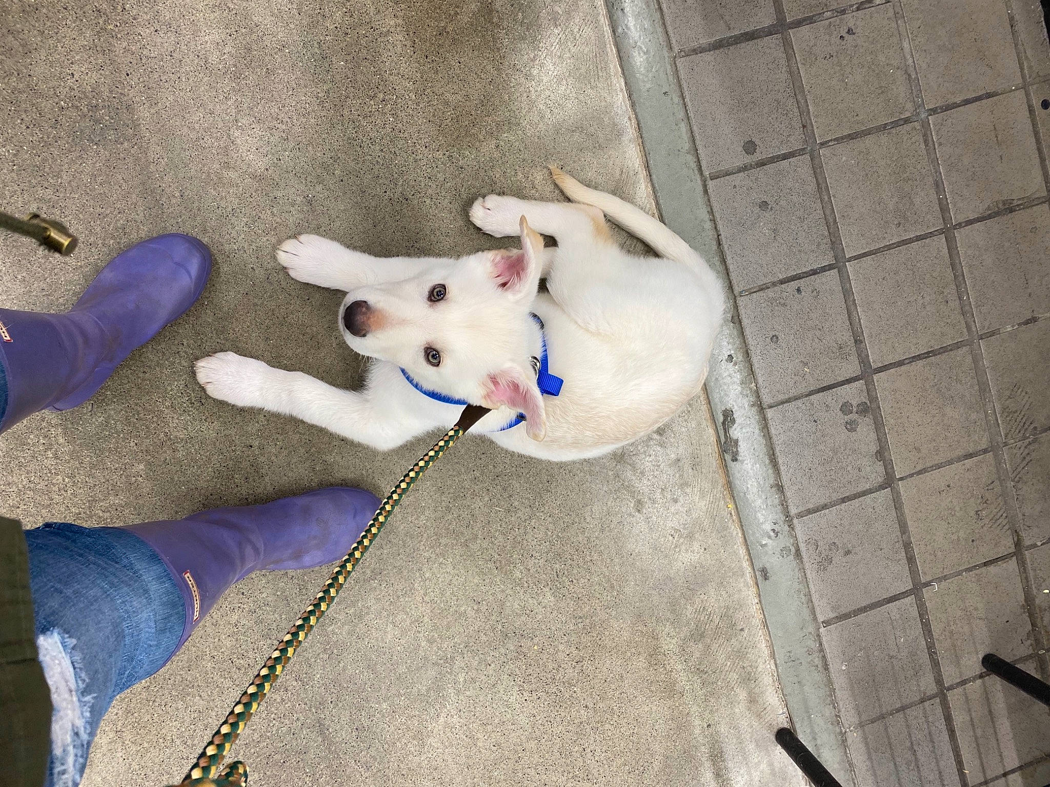 Ghost joined the competition — help win amazing prizes! carnivore, collar, companion_dog, dog, dog_breed, dog_supply, electric_blue, fawn, flooring, foot, fur, leash, paw, snout, sporting_group, stuffed_toy, tail, toy, toy_dog, working_animal