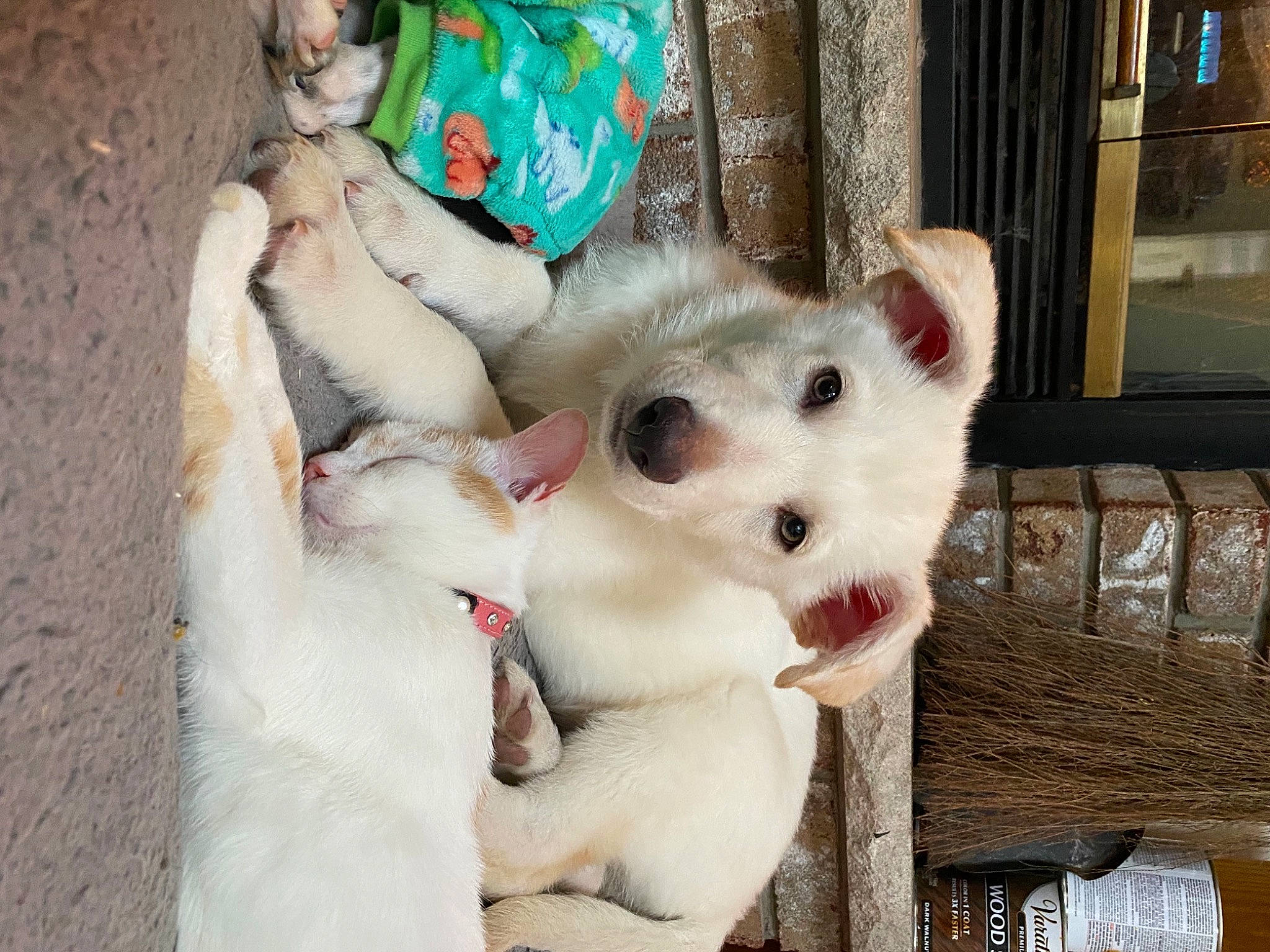 Ghost joined the competition — help win amazing prizes! canidae, carnivore, cat, companion_dog, dog_breed, domestic_short_haired_cat, fawn, felidae, foot, fur, marsupial, paw, small_to_medium_sized_cats, snout, sporting_group, tail, terrestrial_animal, wallaby, whiskers, wildlife