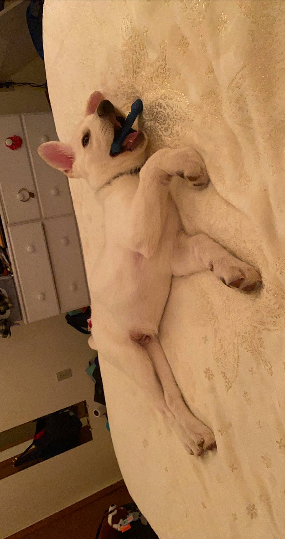 Ghost is registered to the contest to win money with this photo: abdomen, art, chest, felidae, fictional_character, foot, fur, human_body, mammal, plaster, sculpture, small_to_medium_sized_cats, statue, stuffed_toy, tail, toy, trunk, vertebrate, visual_arts, whiskers