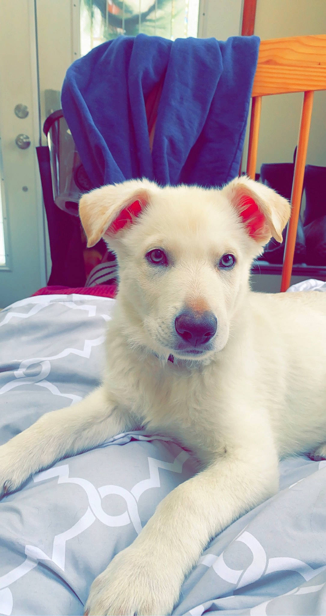 Ghost joined the competition — help win amazing prizes! canidae, carnivore, comfort, companion_dog, dog, dog_breed, door, ear, fang, fawn, foot, fur, jaw, non_sporting_group, paw, snout, sporting_group, tail, terrestrial_animal, whiskers