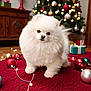 dog, pomeranian, fluffy, white, christmas_tree, christmas_ornaments, christmas_lights, red_rug, holiday_decor, gift_box, indoor, pet, cute, small_dog, festive, decorations, holiday, present, animal, christmas