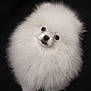 dog, pomeranian, fluffy, white, pet, cute, portrait, animal, fur, face, eyes, small_dog, studio, black_background, looking_up, head_tilt, adorable, companion, domestic_animal, friendly