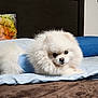 dog, pom, pomeranian, bed, bedding, pillow, indoor, pet, fluffy, white, cute, animal, fur, resting, looking, cozy, home, brown_blanket, blue_pillow, curious