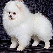 Pip joined the competition — help win amazing prizes! dog, pomeranian, white, fluffy, pet, animal, standing, fur, cute, portrait, indoor, black_background, small_dog, canine, mammal, adorable, studio_photo, domestic_animal, furry, companion