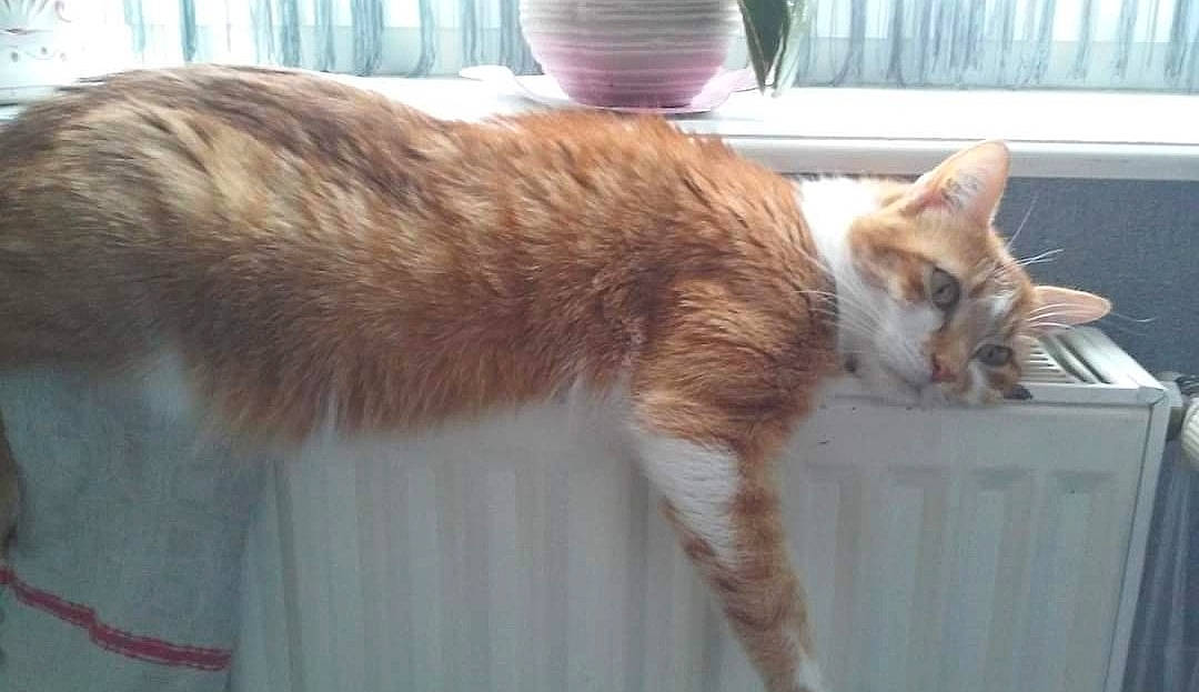 Hépar a rejoint le concours — aidez-le/la à gagner de superbes lots ! carnivore, cat, claw, domestic_short_haired_cat, fawn, felidae, flowerpot, fur, paw, plant, small_to_medium_sized_cats, snout, tail, terrestrial_animal, whiskers, window, wood