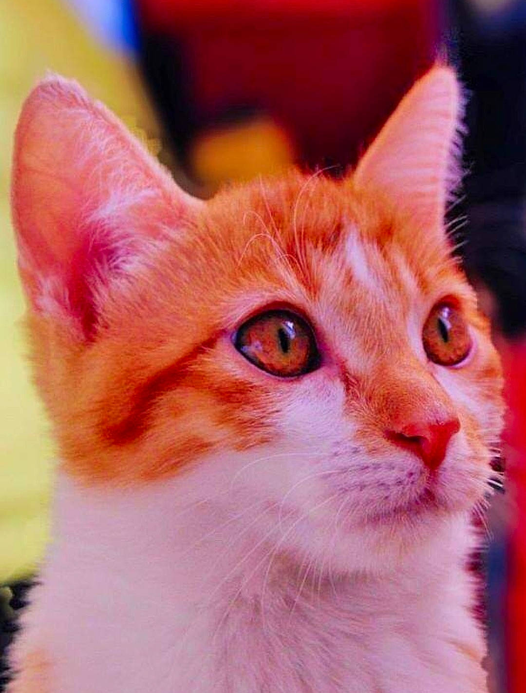 Hépar a rejoint le concours — aidez-le/la à gagner de superbes lots ! carnivore, cat, close_up, collar, domestic_short_haired_cat, ear, fawn, felidae, fur, head, small_to_medium_sized_cats, snout, whiskers