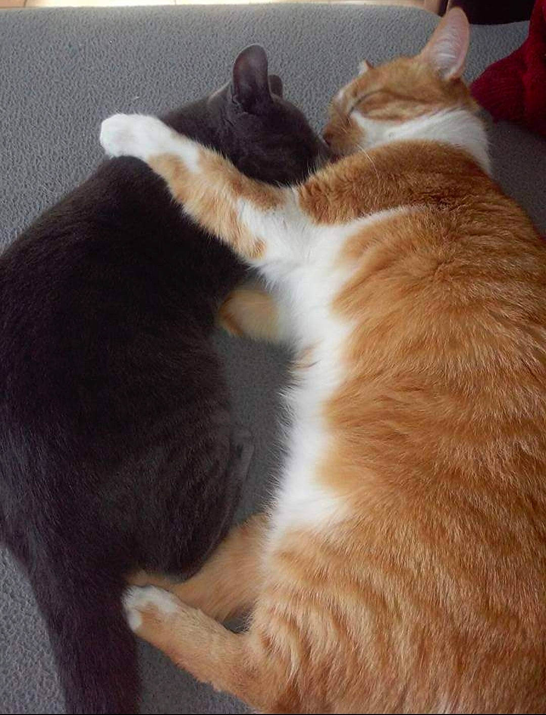 Hépar a rejoint le concours — aidez-le/la à gagner de superbes lots ! cat, claw, comfort, domestic_short_haired_cat, fawn, felidae, flooring, foot, fur, hardwood, human_leg, nap, paw, small_to_medium_sized_cats, tail, terrestrial_animal, whiskers, wood