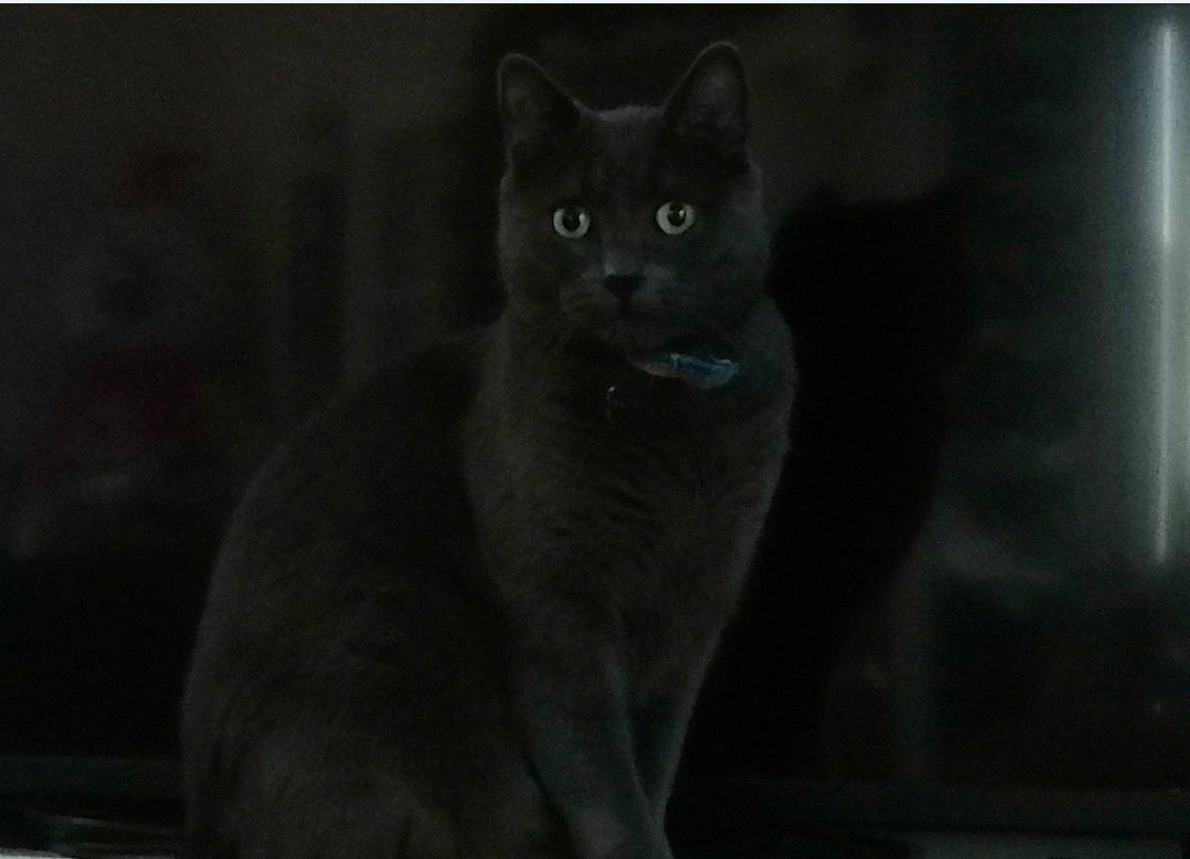 Lipton a rejoint le concours — aidez-le/la à gagner de superbes lots ! black_cat, carnivore, cat, darkness, domestic_short_haired_cat, felidae, fur, grey, monochrome, monochrome_photography, russian_blue, sitting, small_to_medium_sized_cats, snout, still_life_photography, tail, terrestrial_animal, whiskers, wildlife