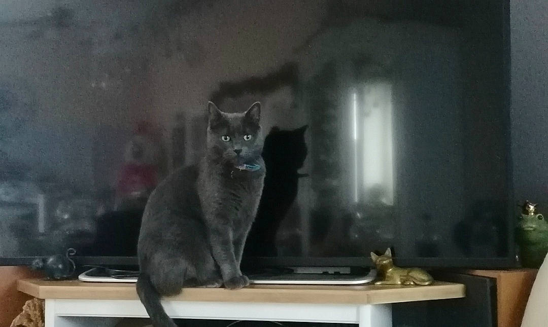 Lipton participe au concours pour gagner de l'argent avec cette photo : black_cat, carnivore, cat, domestic_short_haired_cat, felidae, fur, glass, grey, room, russian_blue, small_to_medium_sized_cats, table, tail, whiskers, window, wood