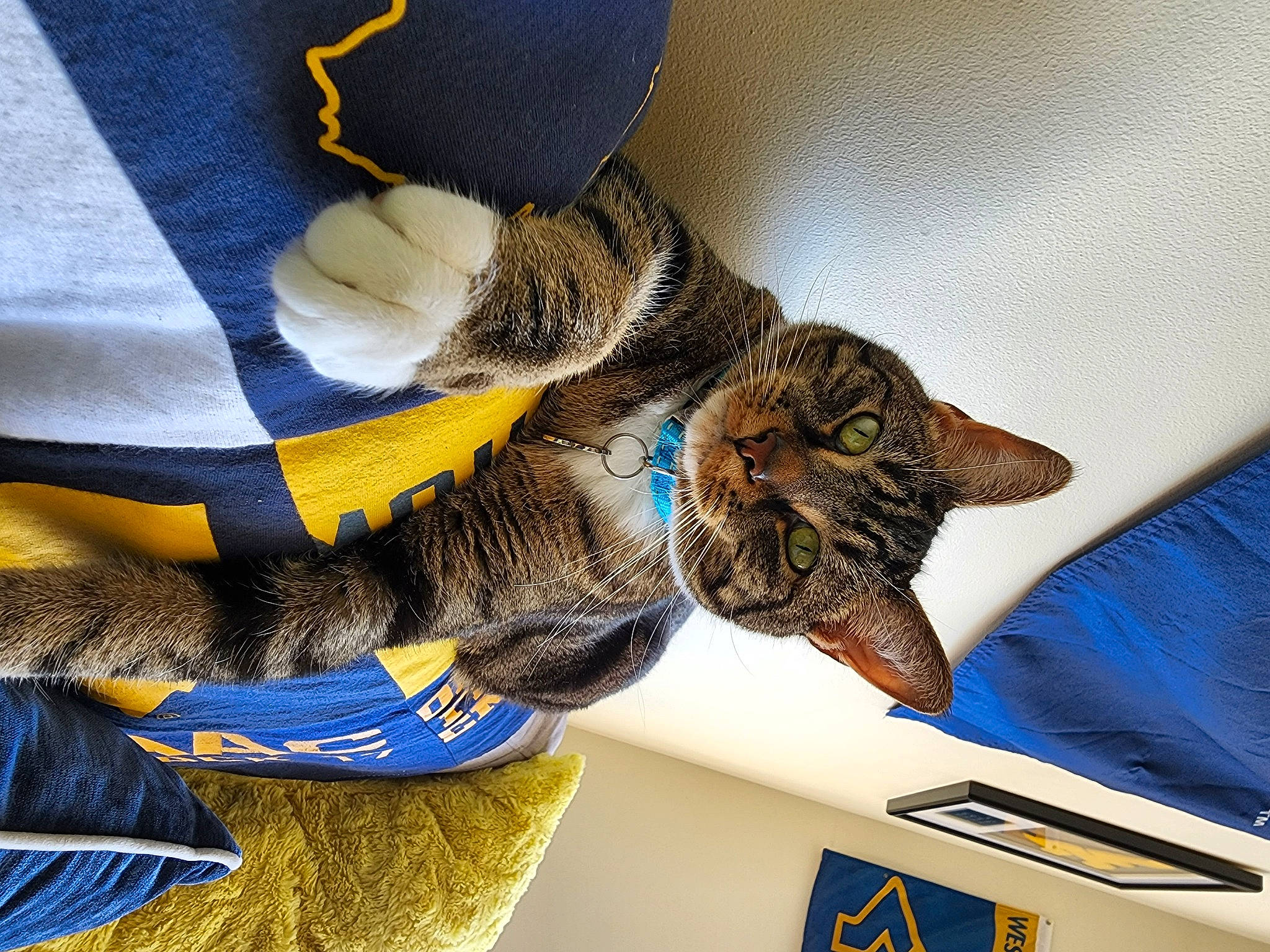 Ivan is registered to the contest to win money with this photo: blue, carnivore, cat, comfort, domestic_short_haired_cat, elbow, electric_blue, felidae, fur, gesture, glove, human_leg, personal_protective_equipment, sleeve, small_to_medium_sized_cats, sportswear, tail, thigh, whiskers, wrist