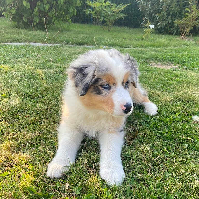 Aribo a rejoint le concours — aidez-le/la à gagner de superbes lots ! animal, ball, canine, dog, field, football, grass, green, lawn, nature, outdoors, park, pet, plant, puppy, soccer, soccerball, sport, tree, vegetation