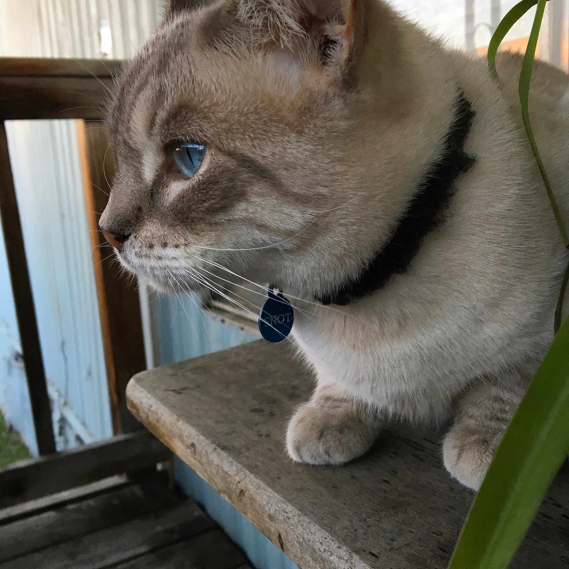 Snot is registered to the contest to win money with this photo: abyssinian, accessories, animal, bench, cat, collar, couch, egyptiancat, furniture, hardwood, harness, homedecor, kitten, leash, manx, pet, plywood, siamese, strap, wood