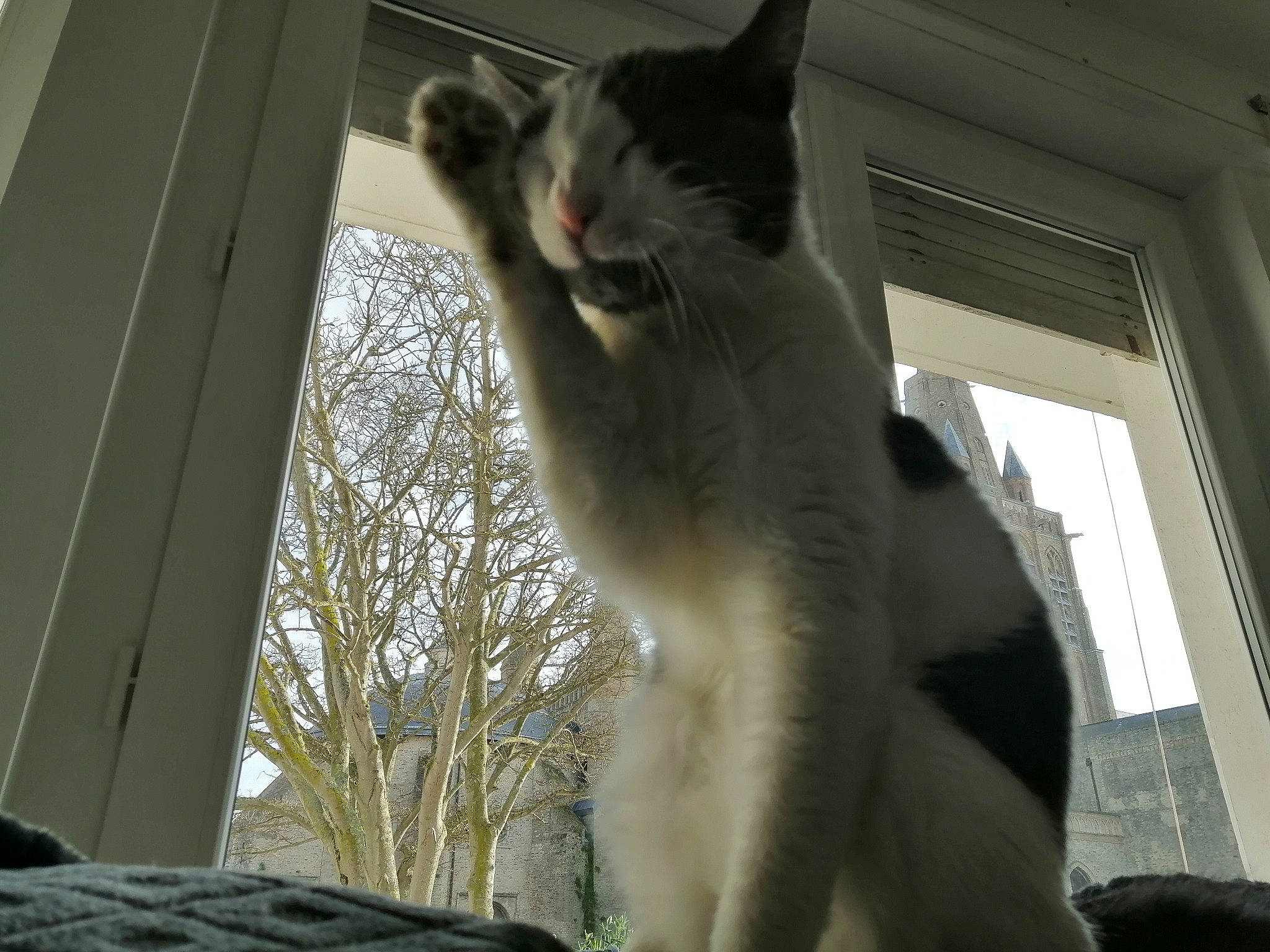 Silver participe au concours pour gagner de l'argent avec cette photo : carnivore, cat, domestic_short_haired_cat, felidae, fur, light, paw, photo_caption, small_to_medium_sized_cats, snout, tail, tree, whiskers, window