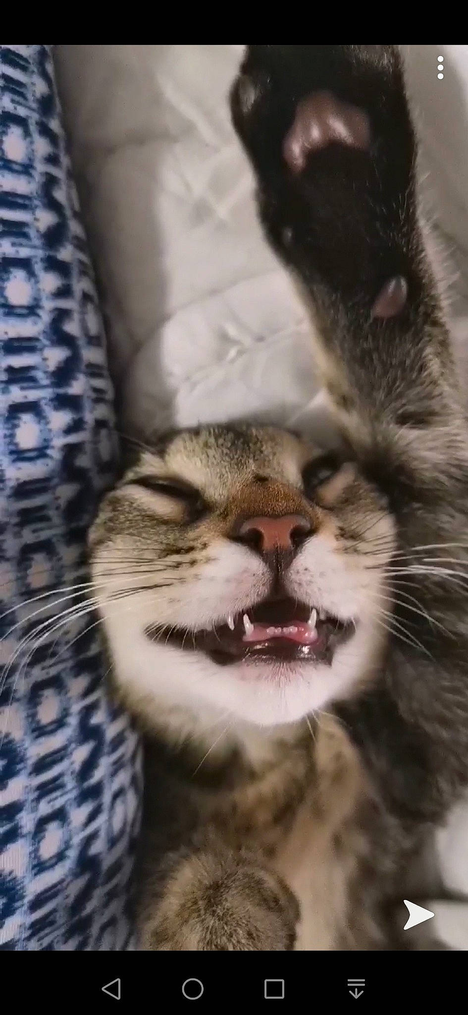 Piccolo participe au concours pour gagner de l'argent avec cette photo : american_shorthair, american_wirehair, asian, carnivore, cat, close_up, domestic_short_haired_cat, egyptian_mau, european_shorthair, felidae, fur, kitten, mammal, mouth, nose, pixie_bob, small_to_medium_sized_cats, snout, tabby_cat, whiskers