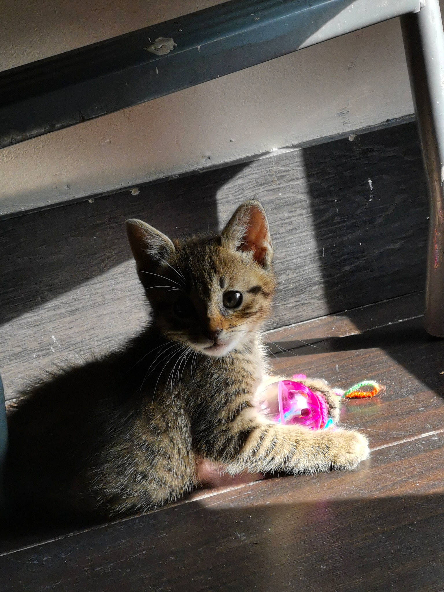 Piccolo a rejoint le concours — aidez-le/la à gagner de superbes lots ! aegean_cat, asian, carnivore, cat, domestic_short_haired_cat, dragon_li, egyptian_mau, european_shorthair, fawn, felidae, fur, kitten, mammal, ojos_azules, small_to_medium_sized_cats, snout, tabby_cat, whiskers, window