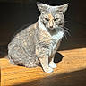 Marley joined the competition — help win amazing prizes! animal, cat, closeup, ears, fur, gray_cat, green_eyes, home, indoors, natural_light, paws, pet, portrait, serious_expression, shadow, sitting, striped_fur, sunlight, whiskers, wooden_floor