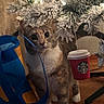 Marley joined the competition — help win amazing prizes! animal, blue_bag, cat, christmas_tree, coffee_cup, cozy, holiday, indoor, kitten, lights, ornaments, pet, portrait, shopping_bag, sitting, snowy_branches, table, water_bottle, wide_eyes, wooden_floor