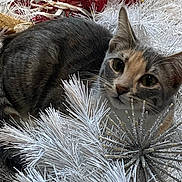 Marley joined the competition — help win amazing prizes! animal, calico_markings, cat, christmas_tree, close_up, ears, feline, festive, garland, gray_fur, green_eyes, holiday, indoor, kitten, ornaments, pet, ribbons, silver_decoration, whiskers, white_branches