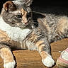 animal, calico_markings, cat, close_up, cute, feline, footwear, gray_fur, green_eyes, indoor, lounging, lying_down, pet, portrait, shadow, sneaker, sunlight, whiskers, white_fur, wooden_floor