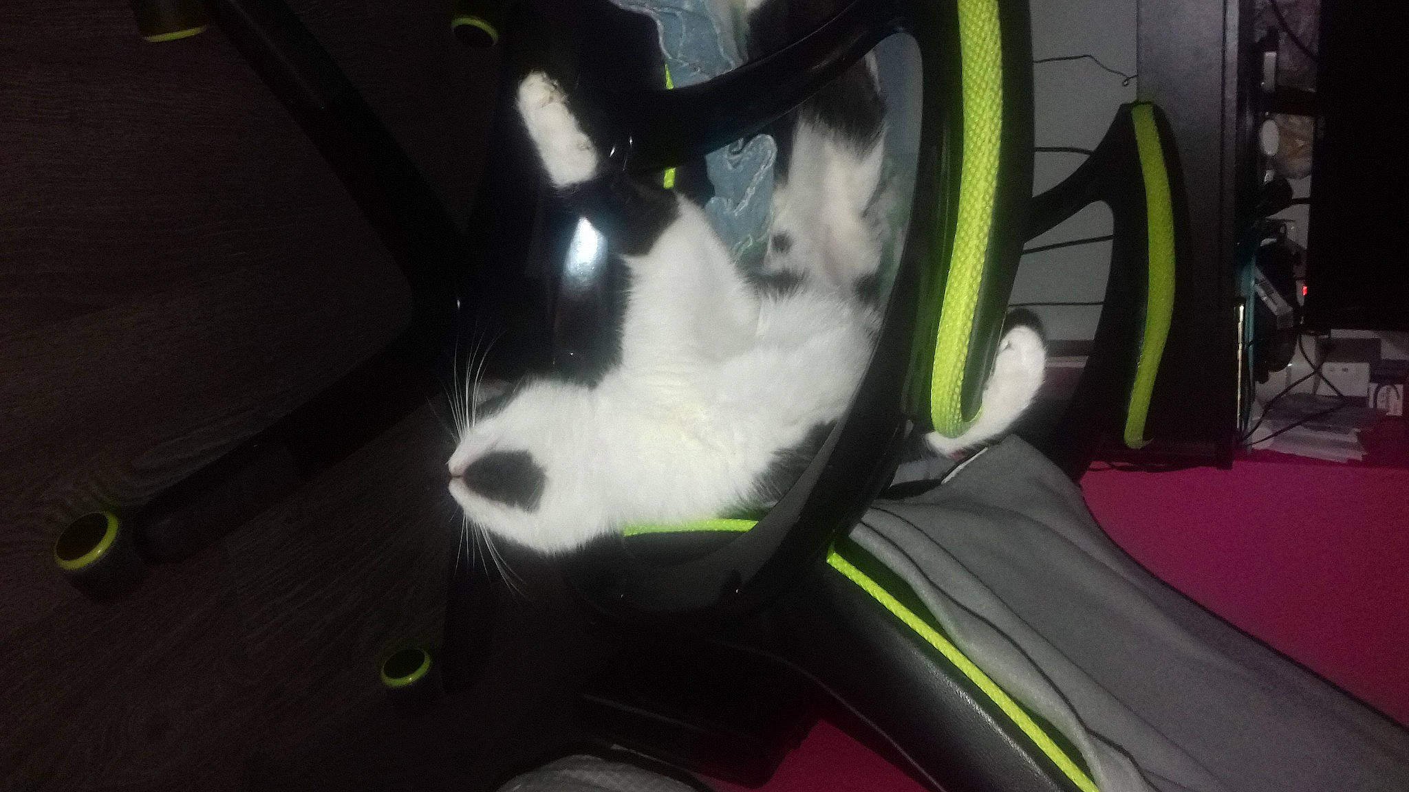 Ottawa participe au concours pour gagner de l'argent avec cette photo : cat, felidae, games, small_to_medium_sized_cats, snout, whiskers