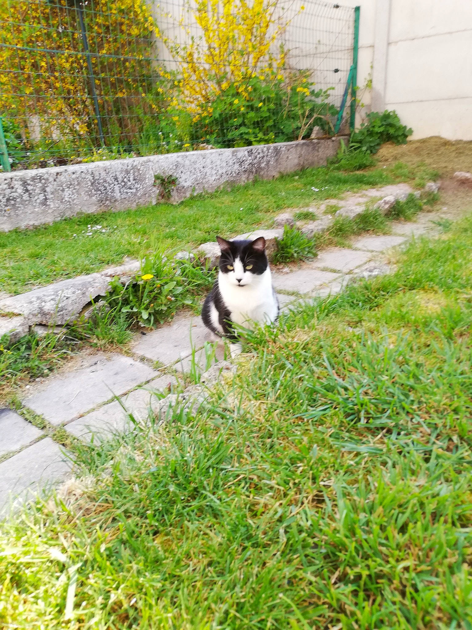 Ottawa participe au concours pour gagner de l'argent avec cette photo : backyard, canidae, carnivore, cat, companion_dog, dog, dog_breed, fawn, felidae, garden, grass, lawn, plant, small_to_medium_sized_cats, sporting_group, tail, yard