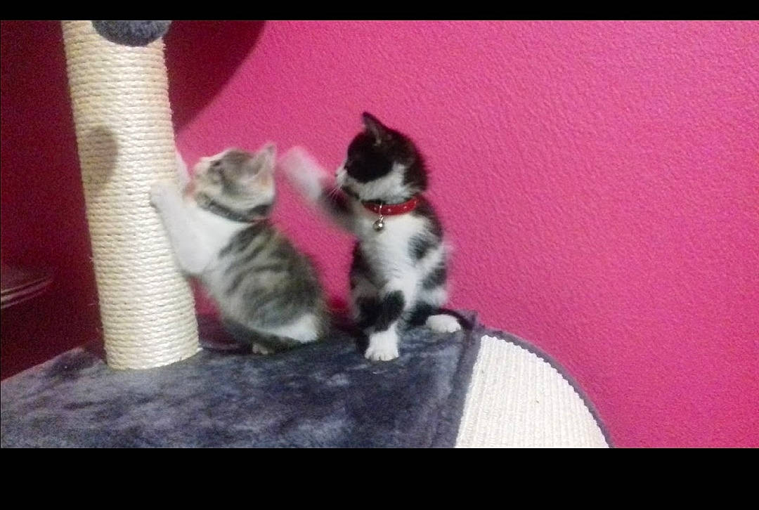 Opium Et Ottawa a rejoint le concours — aidez-le/la à gagner de superbes lots ! carnivore, cat, domestic_short_haired_cat, european_shorthair, felidae, kitten, mammal, norwegian_forest_cat, photo_caption, polydactyl_cat, small_to_medium_sized_cats, snapshot, tail, vertebrate, whiskers