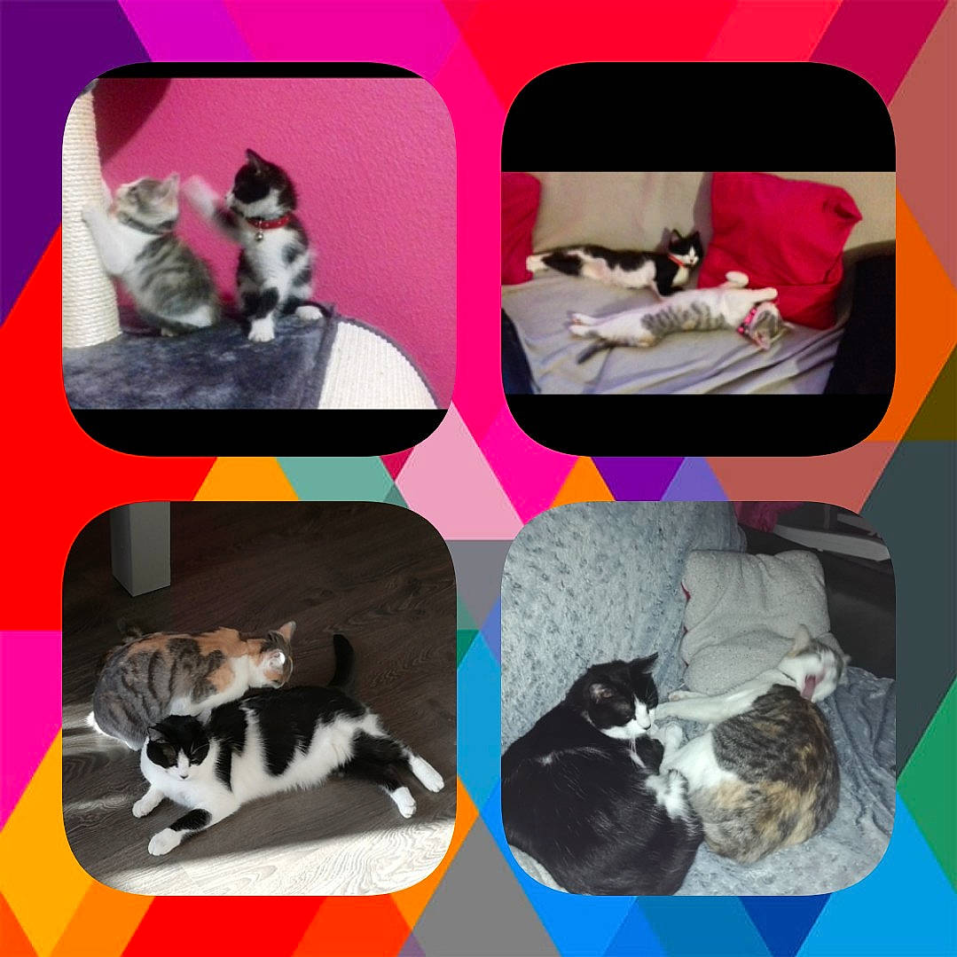 Opium Et Ottawa a rejoint le concours — aidez-le/la à gagner de superbes lots ! art, boston_terrier, canidae, carnivore, cat, collage, dog, french_bulldog, non_sporting_group