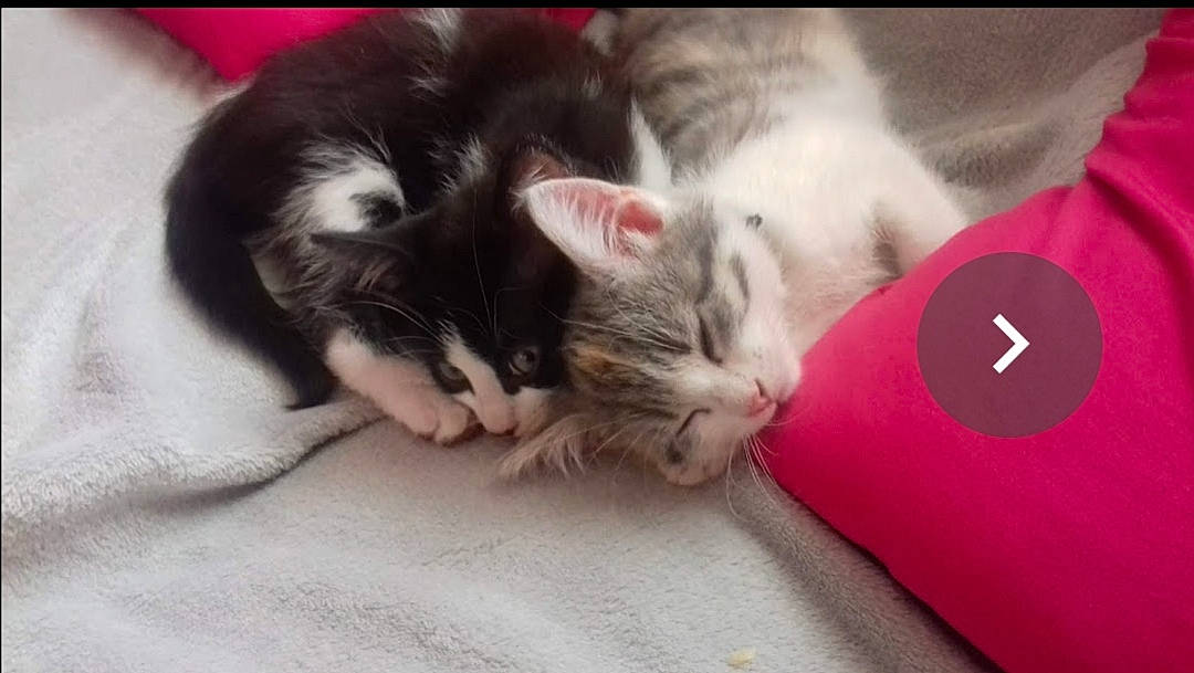 Opium Et Ottawa participe au concours pour gagner de l'argent avec cette photo : carnivore, cat, ear, european_shorthair, felidae, fur, kitten, mammal, nap, norwegian_forest_cat, paw, photo_caption, polydactyl_cat, ragamuffin, small_to_medium_sized_cats, snout, whiskers