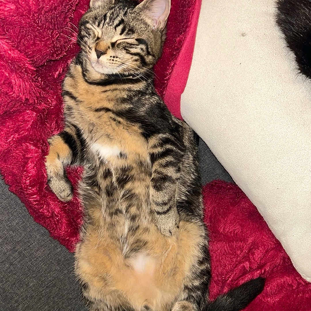 Berlioz participe au concours pour gagner de l'argent avec cette photo : animal, architecture, building, cat, chair, couch, cushion, face, furniture, head, homedecor, indoors, kitten, livingroom, manx, person, pet, photography, portrait, sleeping