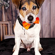 Elioth a rejoint le concours — aidez-le/la à gagner de superbes lots ! dog, bow_tie, pet, animal, sitting, portrait, indoor, cute, brown, white, black, collar, furry, canine, ears, face, front_view, focus, attention, background