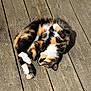 Mana participe au concours pour gagner de l'argent avec cette photo : cat, calico, sunlight, wooden_deck, fur, pet, animal, sleeping, cozy, curled_up, outdoor, relaxing, whiskers, paw, tail, mammal, daylight, resting, cute, nature