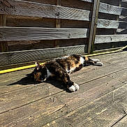 Mana participe au concours pour gagner de l'argent avec cette photo : animal, calico_cat, cat, colorful, daylight, domestic_cat, fence, fur, laying, nature, outdoor, paws, pet, relaxed, resting, shadow, striped, sunlight, whiskers, wooden_deck